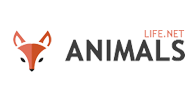 How to Celebrate World Animal Day Every Day animals - How to Celebrate World Animal Day Every Day